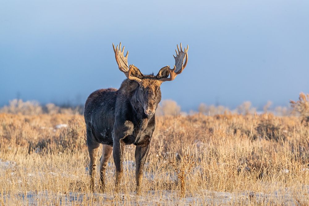 Eye contact from Bull Moose-Grand Teton National Park-Wyoming
